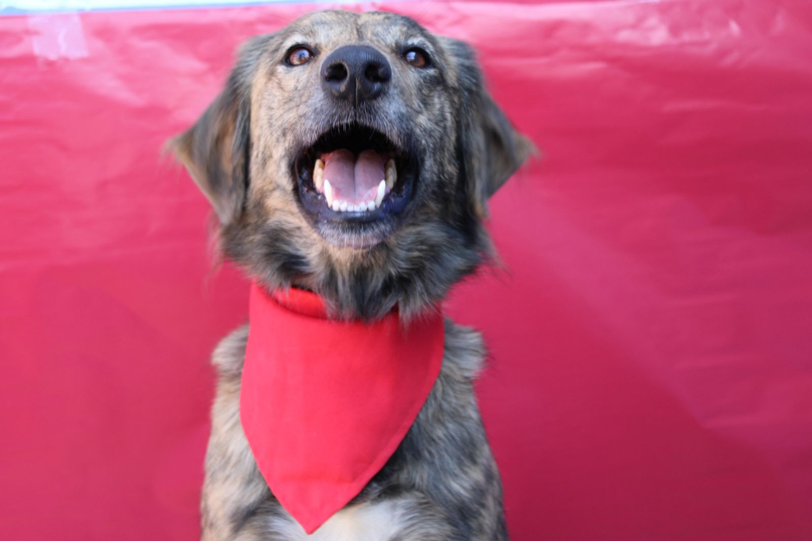 Mascota en adopción